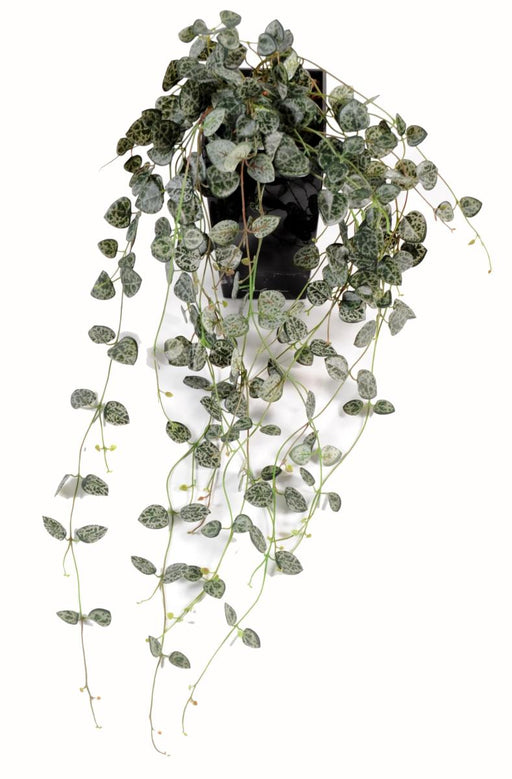 Kunstig Plante Ceropegia Til Indendørs 60Cm