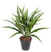 Kunstig Plante Chlorophytum 42Cm Broget