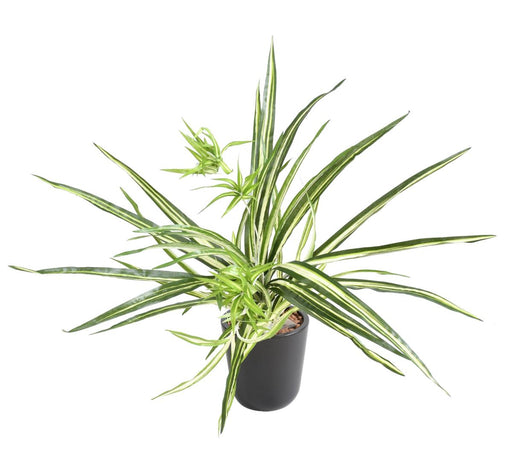 Kunstig Plante Chlorophytum 60Cm Indvendig Dekoration