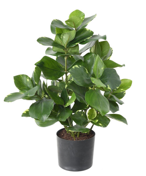 Kunstig Plante Clusia 45 Cm Indvendig Dekoration