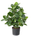 Kunstig Plante Clusia 45 Cm Indvendig Dekoration