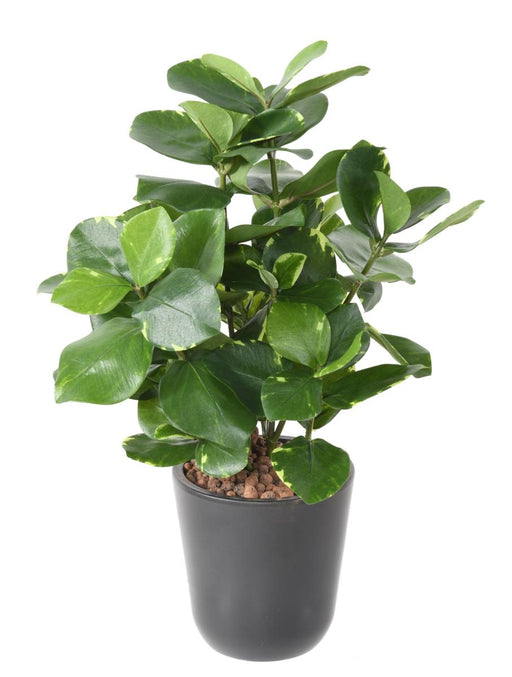 Kunstig Plante Clusia 45 Cm Indvendig Dekoration