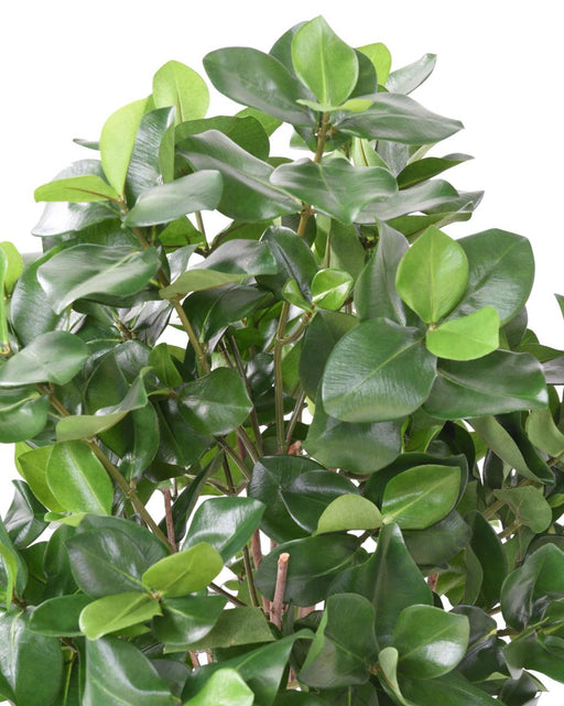 Kunstig Plante Clusia Bush 95Cm Grøn