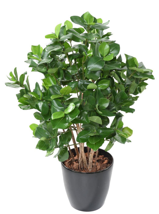 Kunstig Plante Clusia Bush 95Cm Grøn
