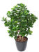Kunstig Plante Clusia Bush 95Cm Grøn
