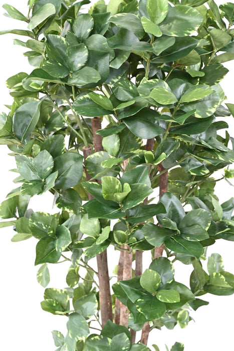 Kunstig Plante Clusia Variegata 150 Cm Dekoration