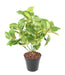 Kunstig Plante Coleus 40Cm Til Indretning