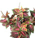 Kunstig Coleus Plante 40Cm Grøn Rød På Stake