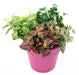 Kunstig Coleus Plante 40Cm Grøn Rød På Stake