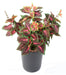 Kunstig Coleus Plante 40Cm Grøn Rød På Stake
