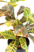 Kunstig Croton Plante Med Pæl 70 Cm Farverig