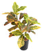 Kunstig Croton Plante Med Pæl 70 Cm Farverig