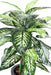 Kunstig Dieffenbachia Plante 100 Cm Til Indendørs