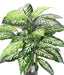 Kunstig Plante Dieffenbachia 80Cm Indvendig Dekoration