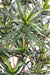 Kunstig Plante Dracaena 155 Cm Til Indendørs
