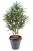 Kunstig Plante Dracaena 155 Cm Til Indendørs