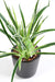 Kunstig Plante Dracaena 4 Totter H40Cm Broget