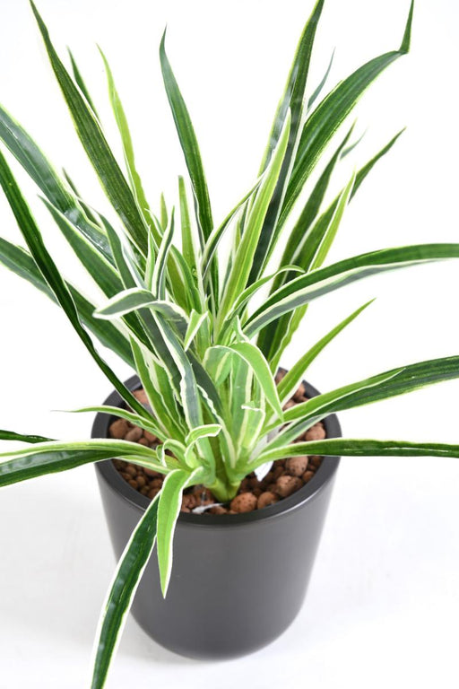 Kunstig Plante Dracaena 4 Totter H40Cm Broget