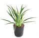 Kunstig Plante Dracaena 4 Totter H40Cm Broget