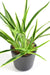 Kunstig Plante Dracaena 4 Totter H.40Cm