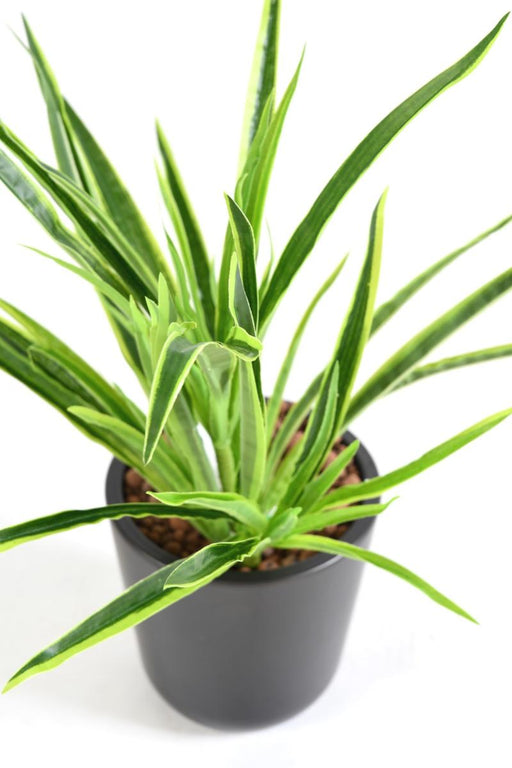 Kunstig Plante Dracaena 4 Totter H.40Cm