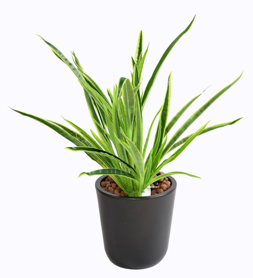 Kunstig Plante Dracaena 4 Totter H.40Cm