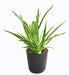 Kunstig Plante Dracaena 4 Totter H.40Cm
