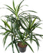 Kunstig Plante Dracaena 45 Cm Til Indretning