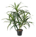 Kunstig Plante Dracaena 45 Cm Til Indretning