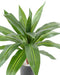 Kunstig Plante Dracaena 55Cm Interiørdekoration