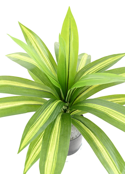 Kunstig Plante Dracaena 55Cm Broget