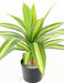 Kunstig Plante Dracaena 55Cm Broget