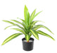 Kunstig Plante Dracaena 55Cm Broget