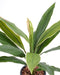 Kunstig Plante Dracaena Cordyline 60 Cm Grøn Gul