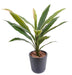 Kunstig Plante Dracaena Cordyline 60 Cm Grøn Gul