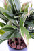 Kunstig Plante Dracaena Cordyline 85Cm Grøn Gul