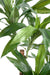 Kunstig Plante Dracaena Fragrans 145Cm Grøn
