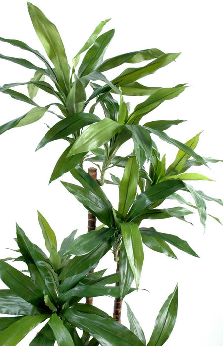 Kunstig Plante Dracaena Fragrans 145Cm Grøn