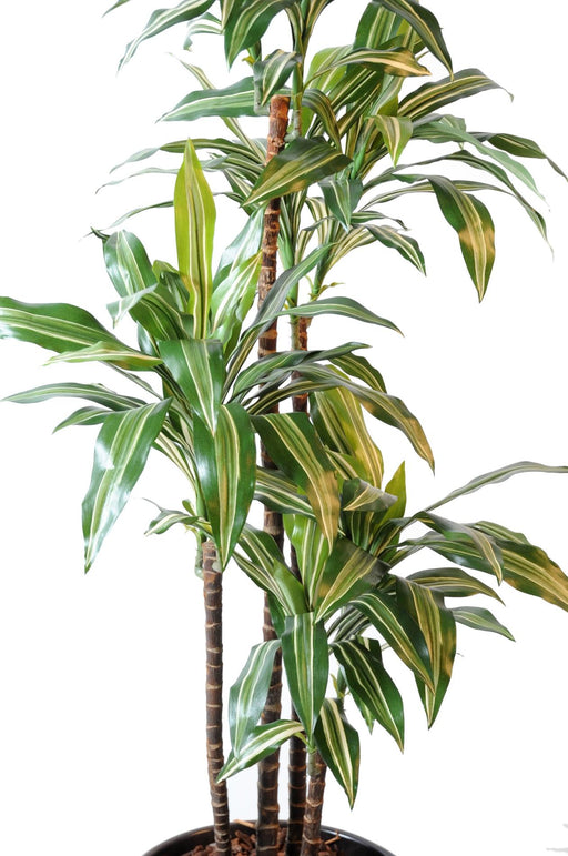 Kunstig Plante Dracaena Fragrans 4 Stilke 145Cm