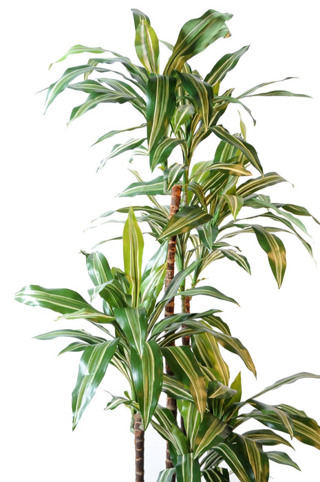 Kunstig Plante Dracaena Fragrans 4 Stilke 145Cm