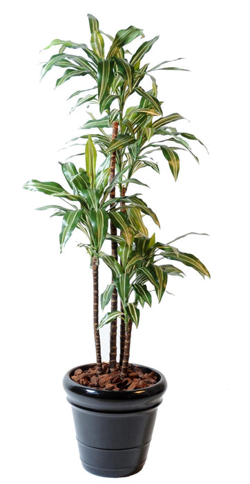 Kunstig Plante Dracaena Fragrans 4 Stilke 145Cm