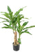 Kunstig Plante Dracaena Fragrans H.60Cm Grøn
