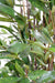 Kunstig Plante Dracaena H150Cm Indvendig Dekoration