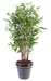 Kunstig Plante Dracaena H150Cm Indvendig Dekoration