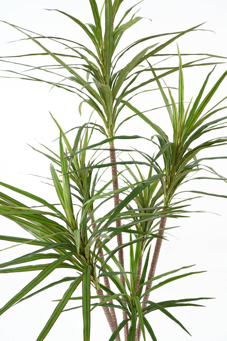Kunstig Plante Dracaena Marginata H.160Cm Grøn