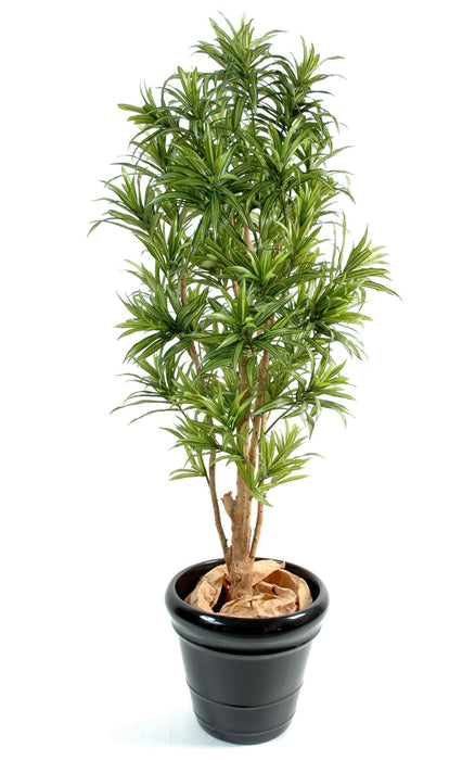 Kunstig Plante Dracaena Reflexa 110Cm Indendørs