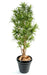 Kunstig Plante Dracaena Reflexa 110Cm Indendørs