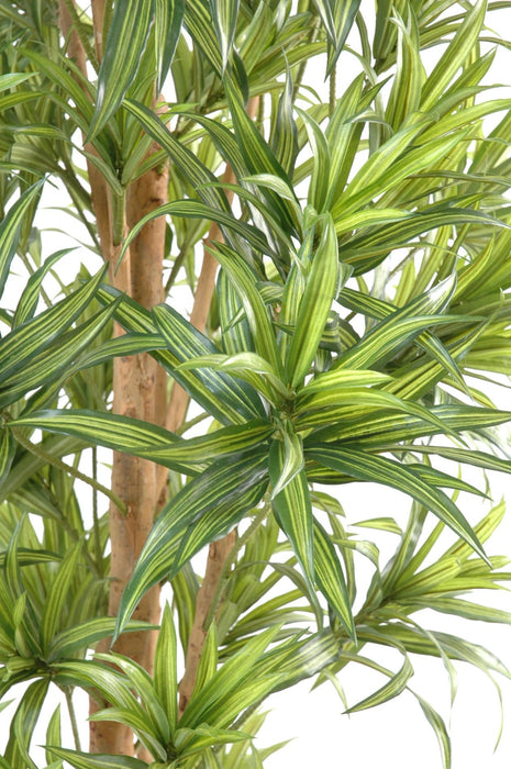 Kunstig Plante Dracaena Reflexa 110Cm Indendørs