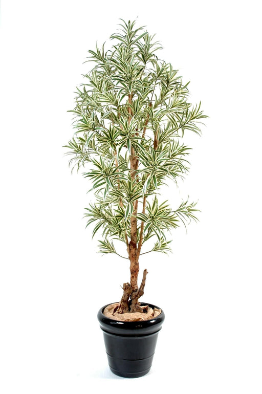 Kunstig Plante Dracaena Reflexa 110Cm Grøn Gul