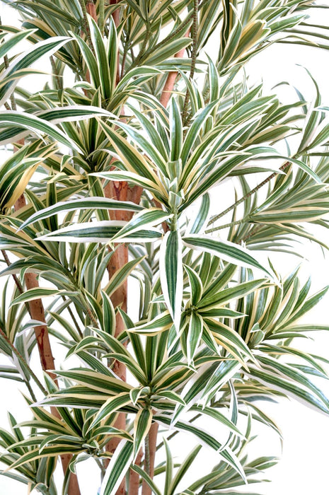 Kunstig Plante Dracaena Reflexa 150Cm Dekoration